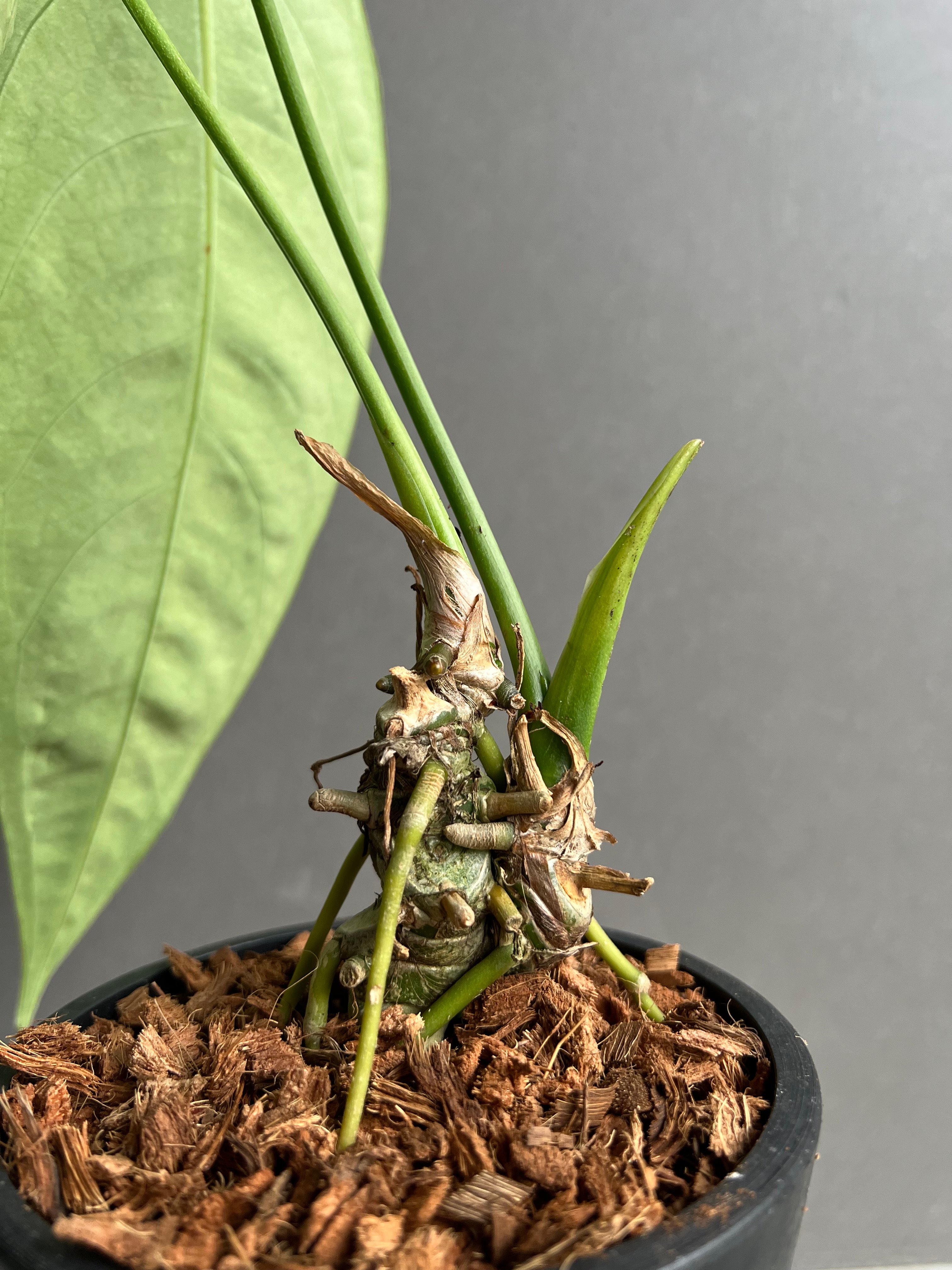 アンスリウム ハイブリッド 斑入 「Anthurium hybrid Variegated」