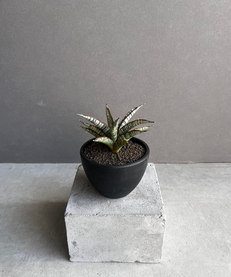 サンセベリア サンシャイン エンジェル 「Sansevieria Sunshine