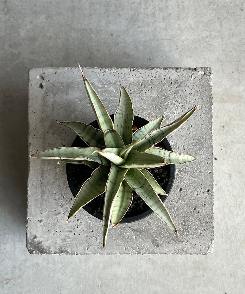 サンセベリア モスキート 「Sansevieria Mosquito」54N | SHOUCH
