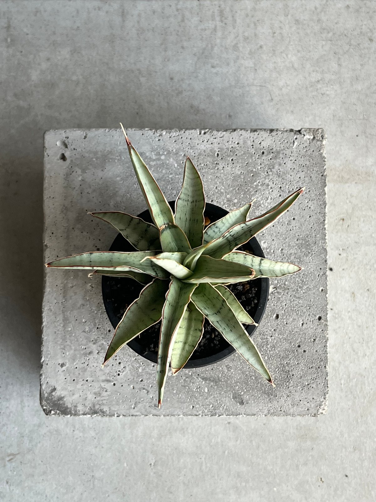 EMP サンセベリア モスキート / 右下が成長イメージ SA426 EMP サンセベリア モスキート / 右下が成長イメージ SA426 - メルカリ