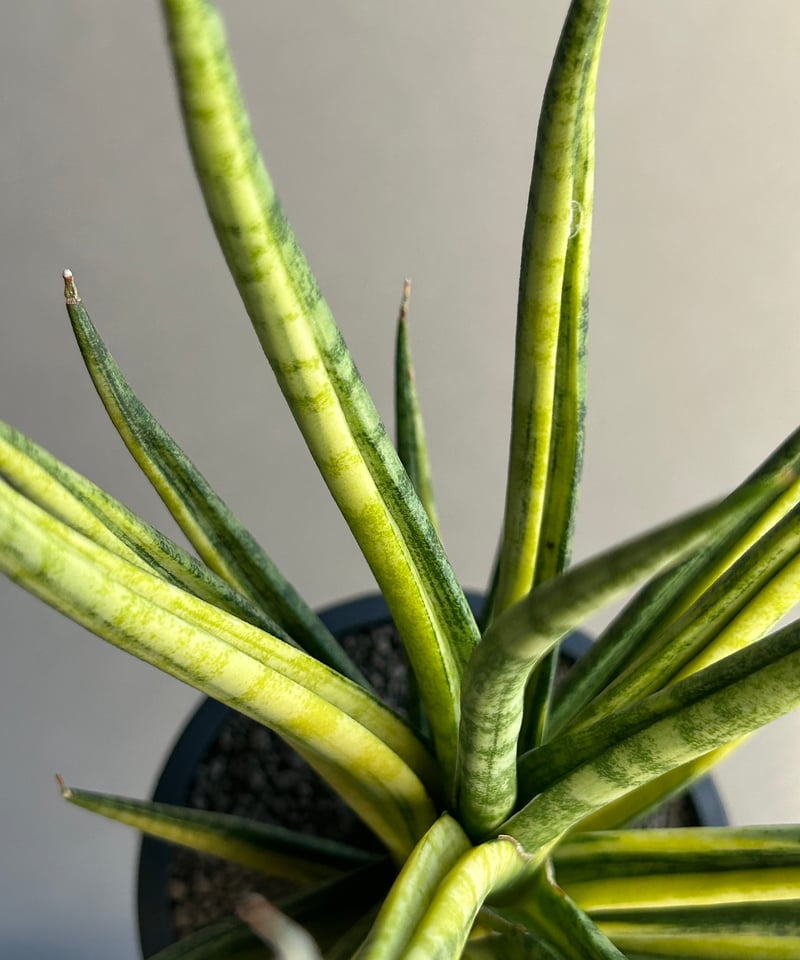 サンセベリア ブンルートーチ 斑入「Sansevieria Bunlue Torch Vari