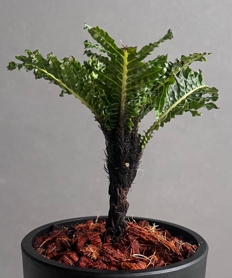 ブレクナム ギッバム ドワーフ 「Blechnum gibbum Dwarf 」91C | S