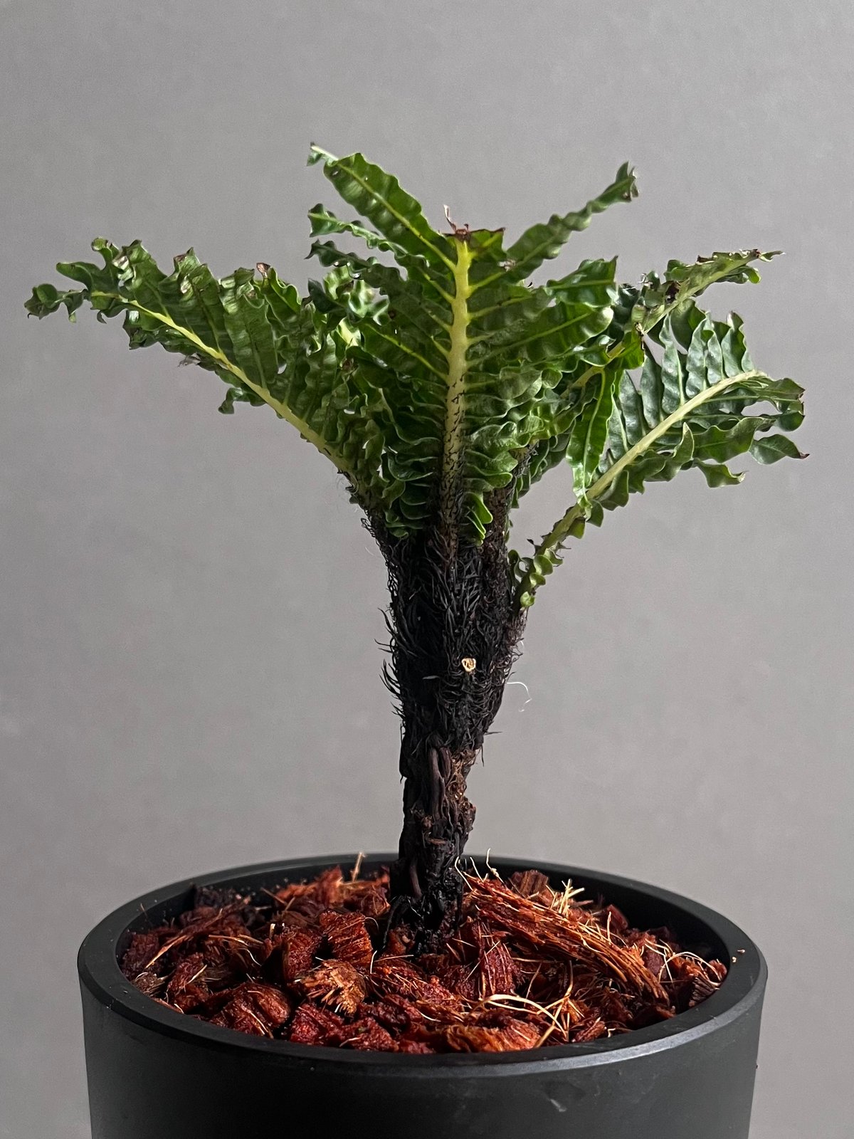 ブレクナム ギッバム ドワーフ ブレクナム ギッバム ドワーフ 「Blechnum gibbum Dwarf 」101D