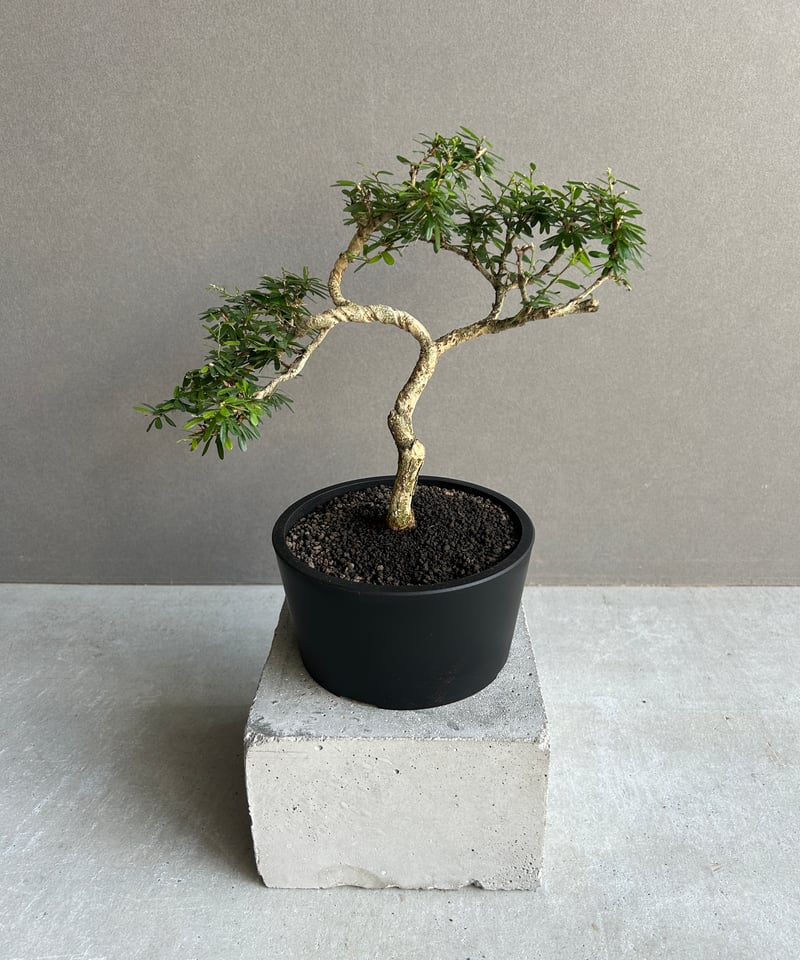 うち” 盆栽 「“UCHI” BONSAI 」64K | SHOUCHIKUEN