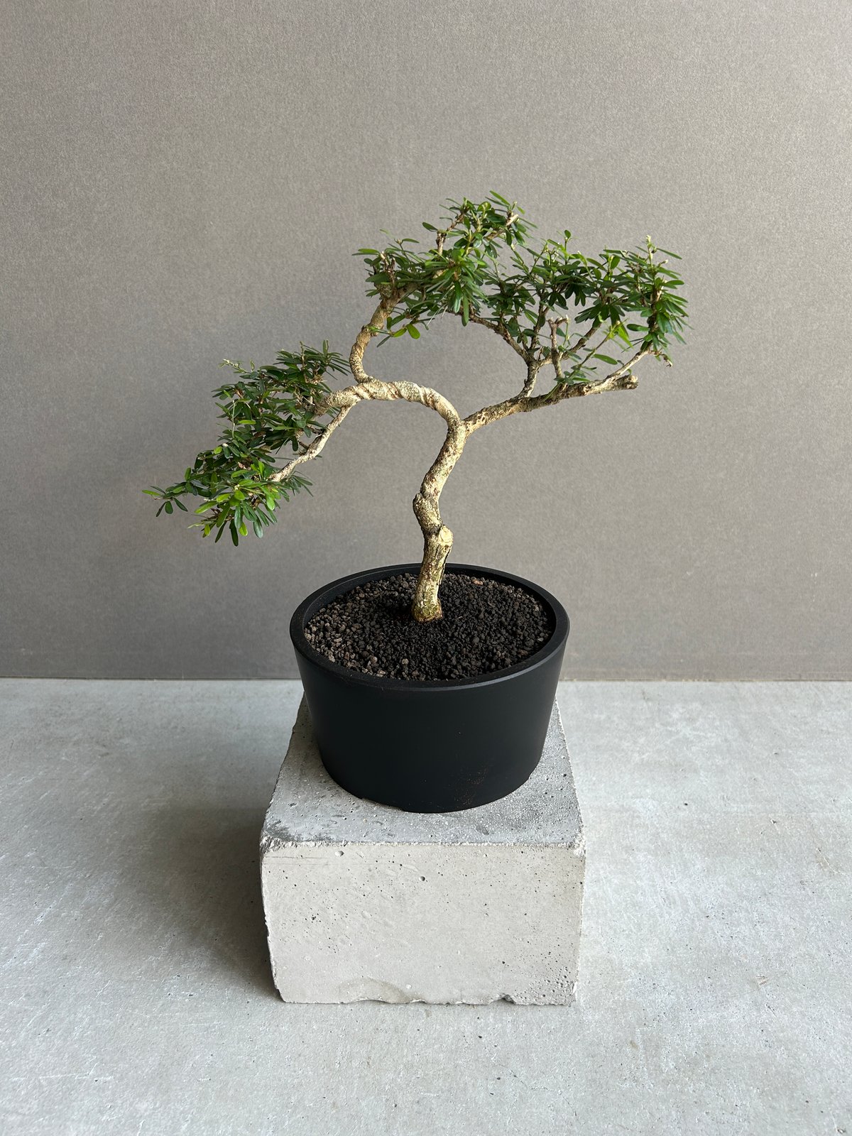 うち” 盆栽 「“UCHI” BONSAI 」64K | SHOUCHIKUEN