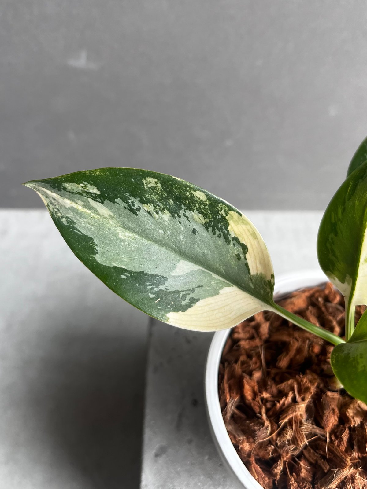 アグラオネマ スワンナプーム「Aglaonema Suvarnabhumi」53A | SHO