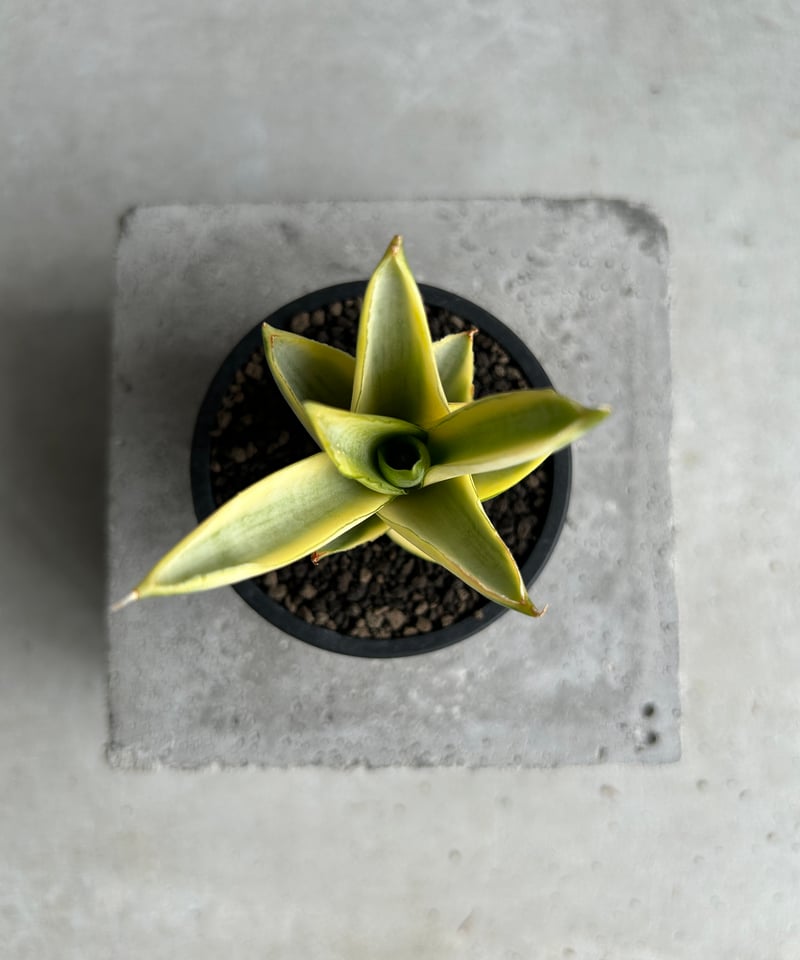 サンセベリア パゴダ 斑入 「Sansevieria Pagoda Variegated」 |