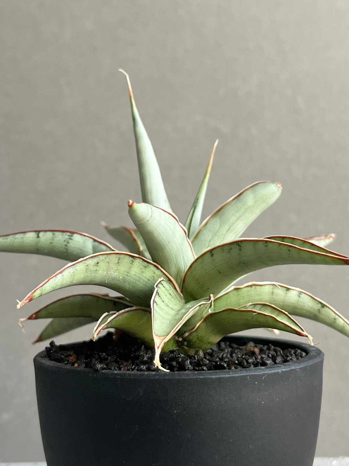 サンセベリア モスキート 「Sansevieria Mosquito」54N | SHOUCH