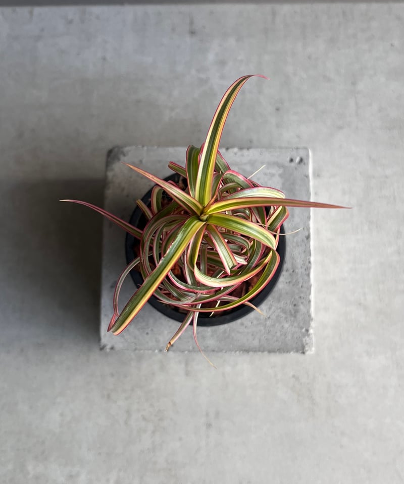 スプモーニさま専用　ドラセナ　キュンティ ドラセナ・キュンティ | trigger