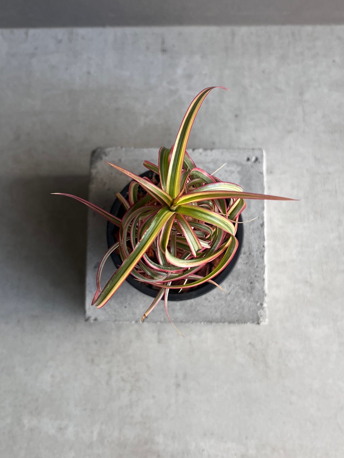 ドラセナ キュンティ 「Dracaena concinne Kuhnty 」87Z | SHO