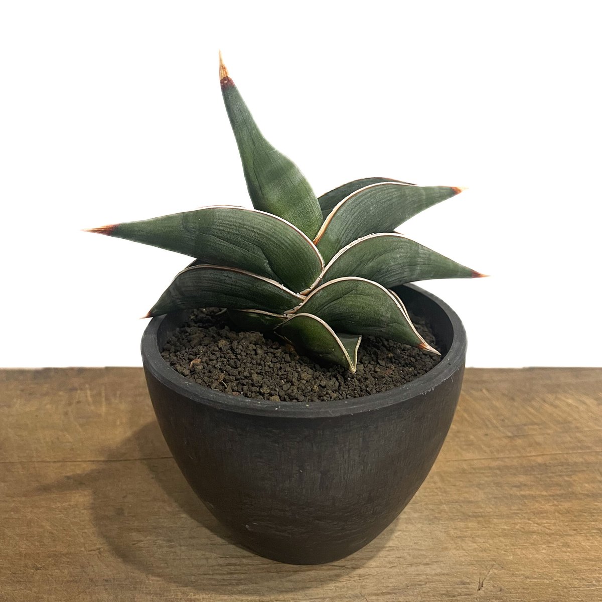 サンセベリア ロリダ 「Sansevieria rorida」92C-1 | SHOUCHI