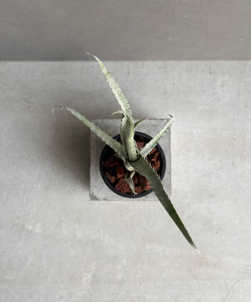 エクメア トカンティナ「Aechmea tocantina 」13K | SHOUCHIKUEN