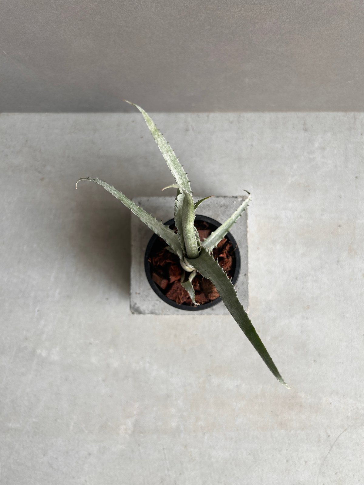 エクメア トカンティナ「Aechmea tocantina 」13K | SHOUCHIKUEN