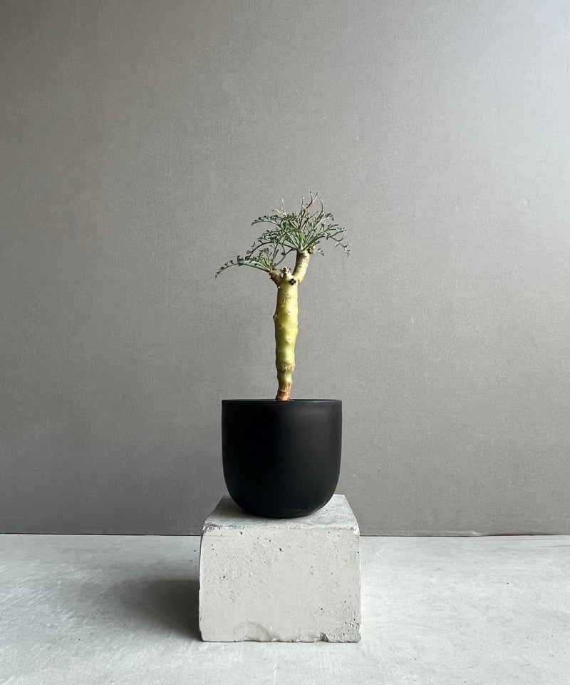 ペラルゴニウム クリズミフォリウム 「Pelargonium crithmifolium」5