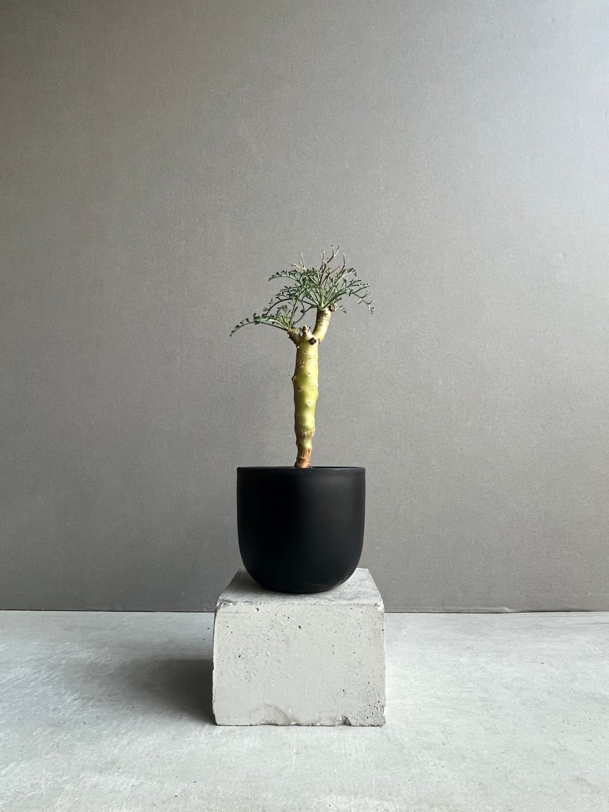 ペラルゴニウム クリズミフォリウム 「Pelargonium crithmifolium」5