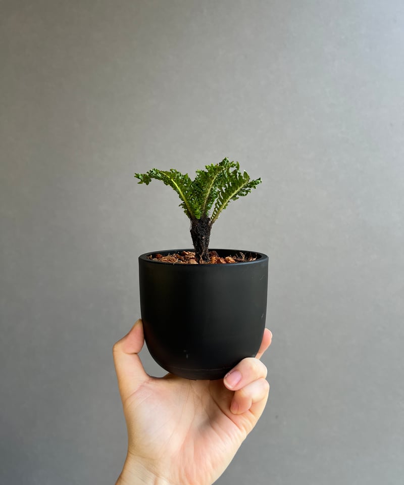 ブレクナム ギッバム ドワーフ 「Blechnum gibbum Dwarf 」64C | S