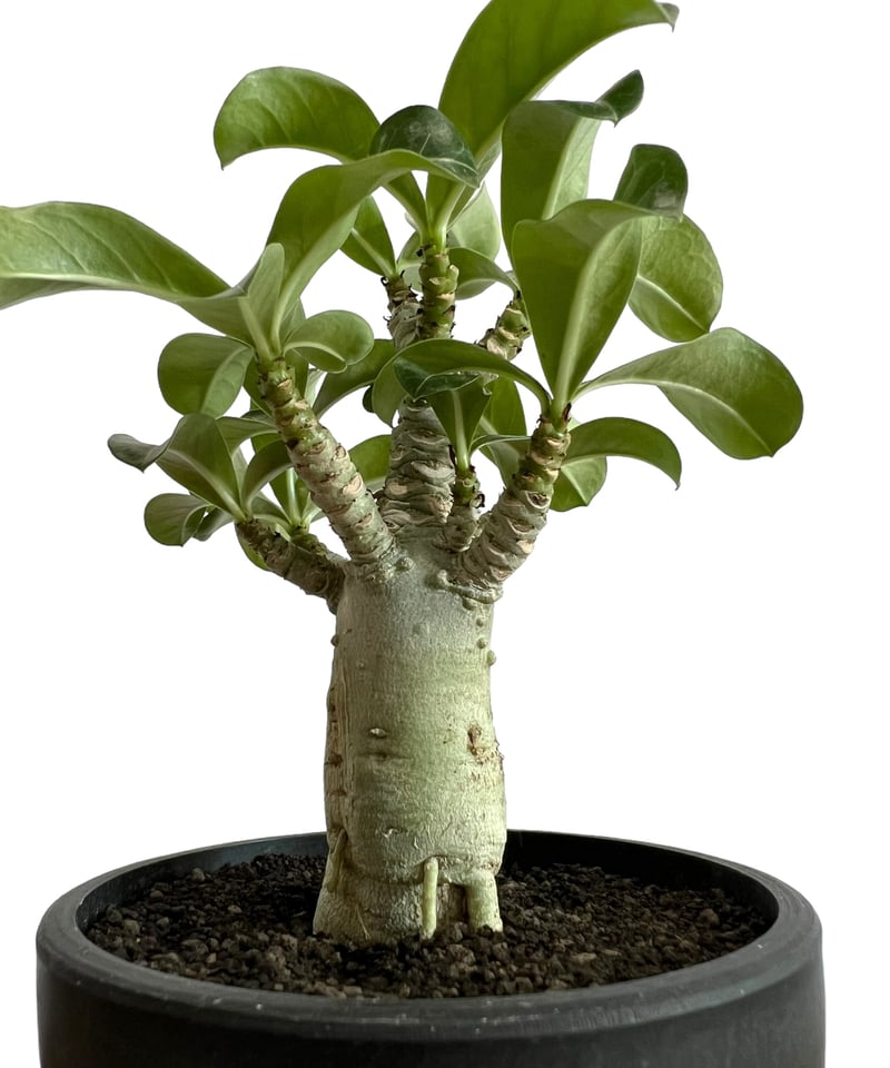 アデニウム D.H.A (獅子葉) 「Adenium D.H.A (Dorset Horn アデニウム D.H.A (獅子葉) 「Adenium D.H.A (Dorset Horn
