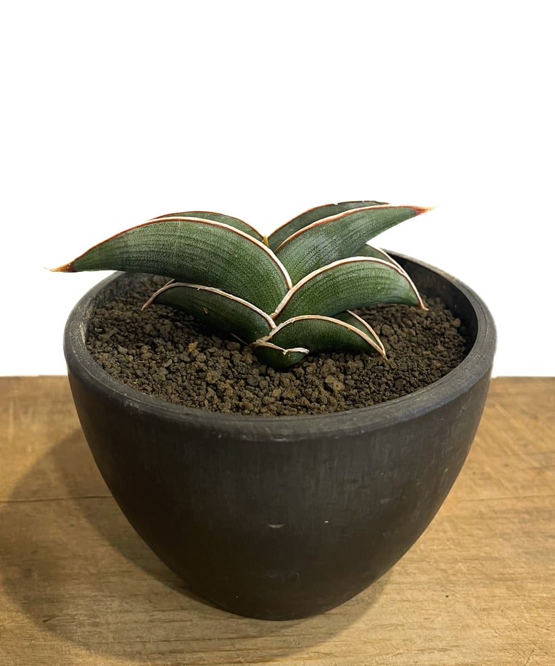 サンセベリア ロリダ 「Sansevieria rorida」7H-1 | SHOUCHIKUEN サンセベリア ロリダ 「Sansevieria rorida」7H-1 | SHOUCHIKUEN