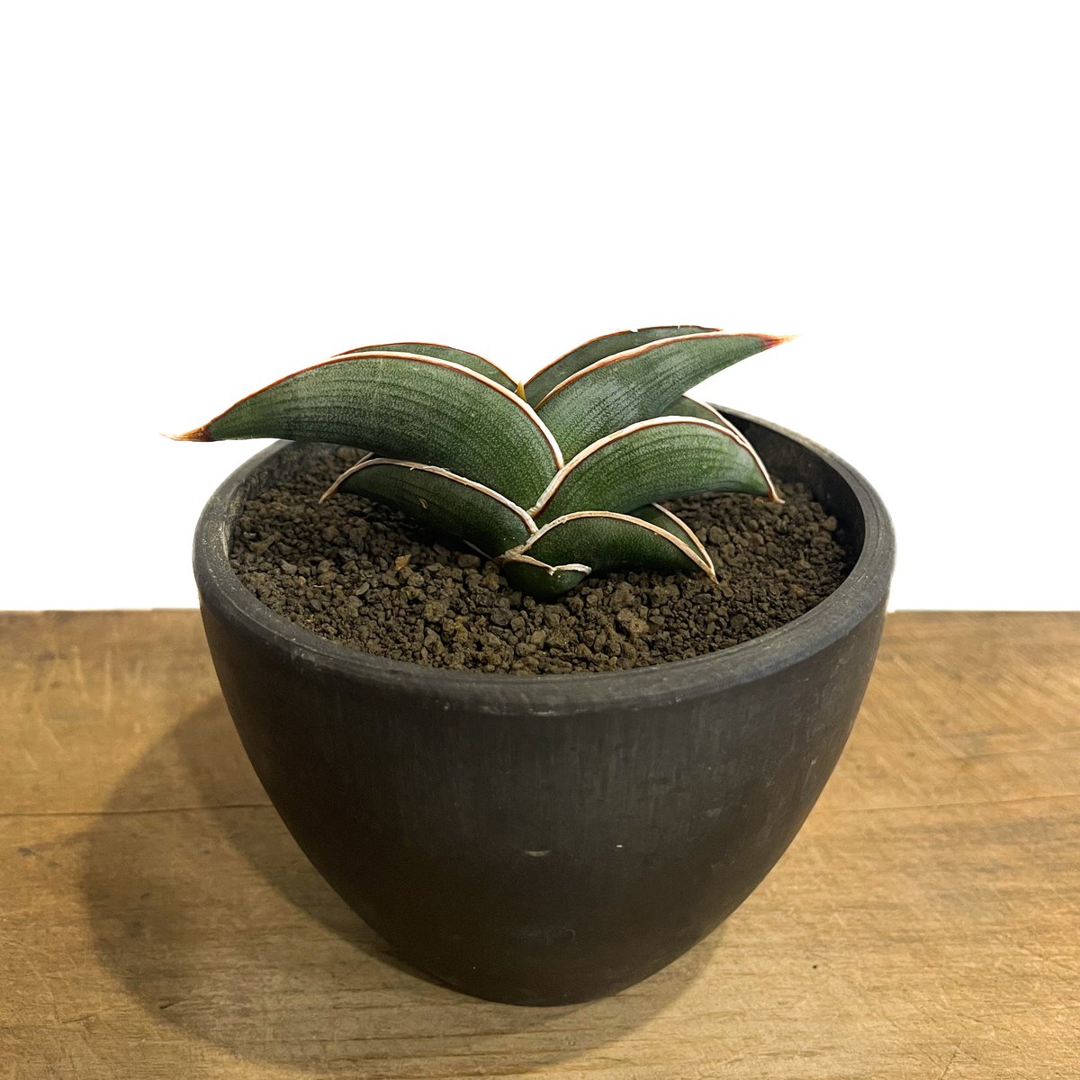 サンセベリア ロリダ 「Sansevieria rorida」7H-1 | SHOUCHIKUEN