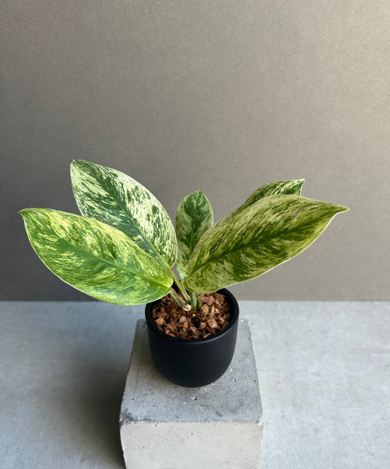 ラフィドフォラ メガスペルマ斑入「Rhaphidophora Megasperma varie