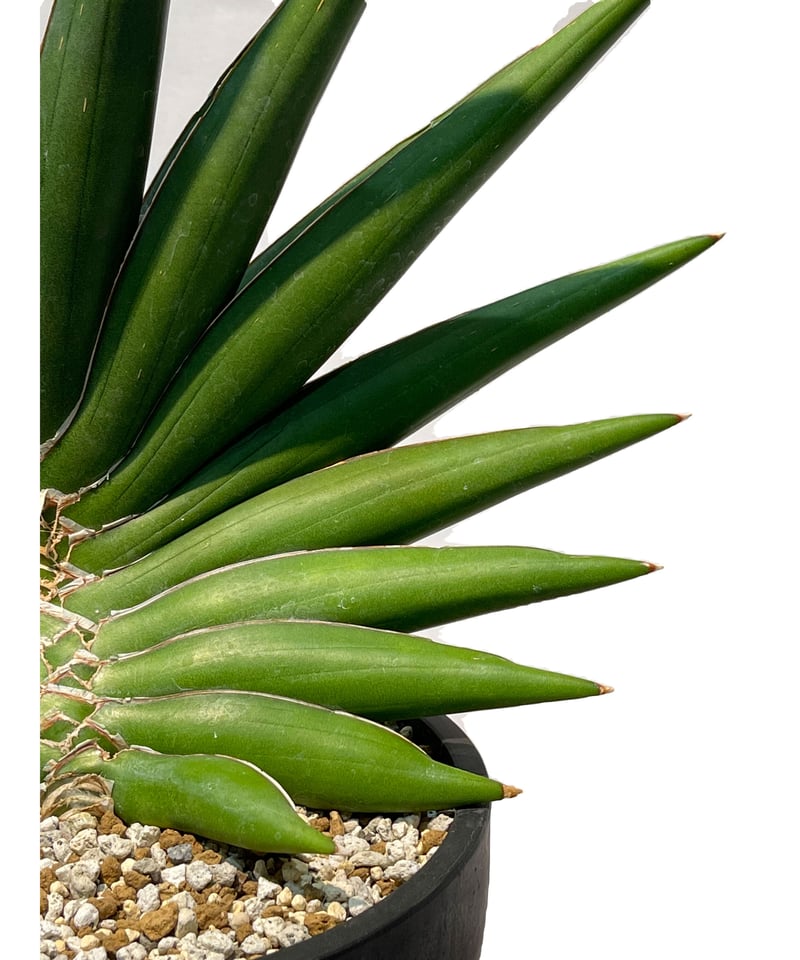 サンスベリア ペロッティ Sansevieria perrottetii サンスベリア ペロッティ Sansevieria perrottiのショッピング