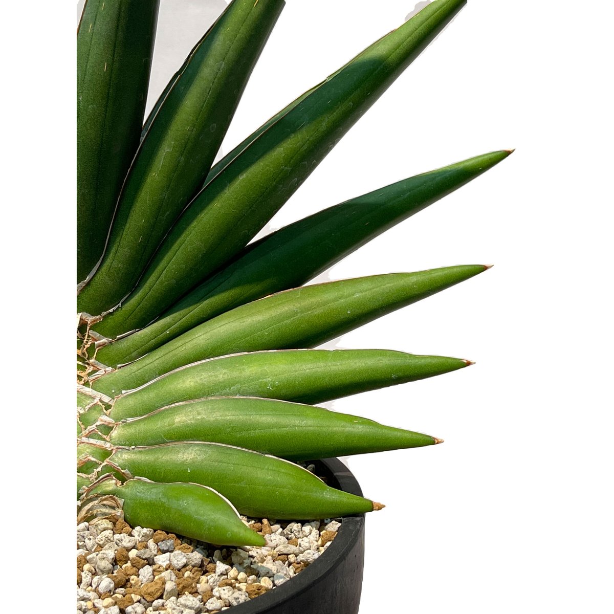 サンスベリア Sansevieria Sandee B Sansevieria 'Sawasdee