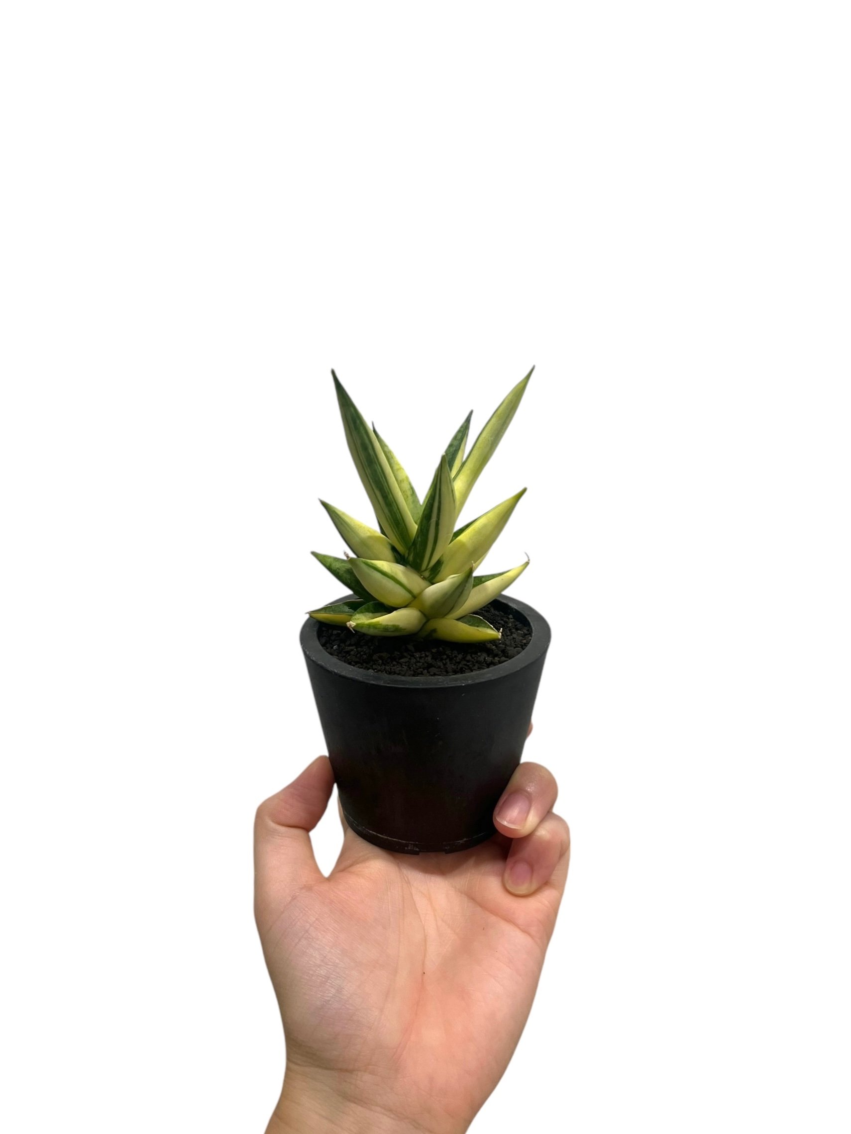 サンセベリア ミン マニー 斑入 (ハーフムーン ) 「Sansevieria Ming Ma