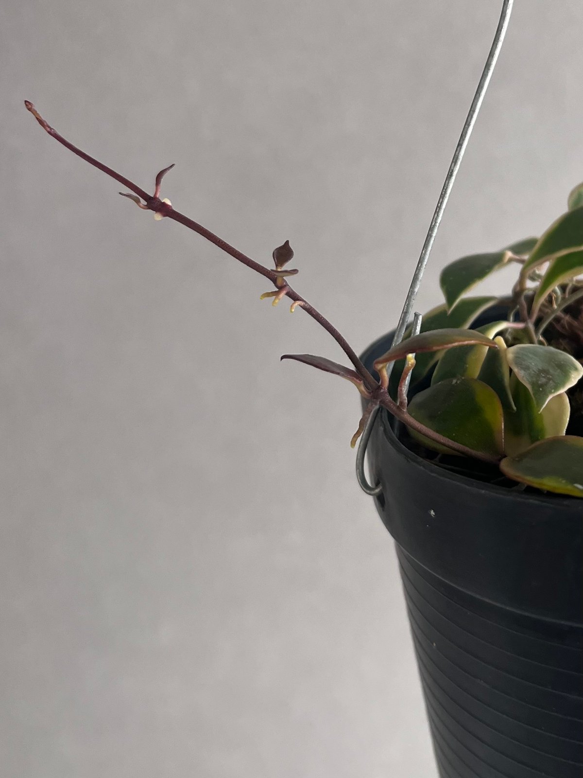 Hoya bakoensis variegated 4~5センチカップ植え Hoya bakoensis