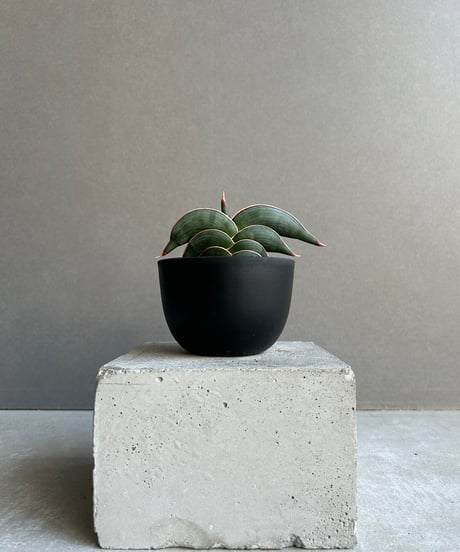 CATEGORY Plants | SHOUCHIKUEN