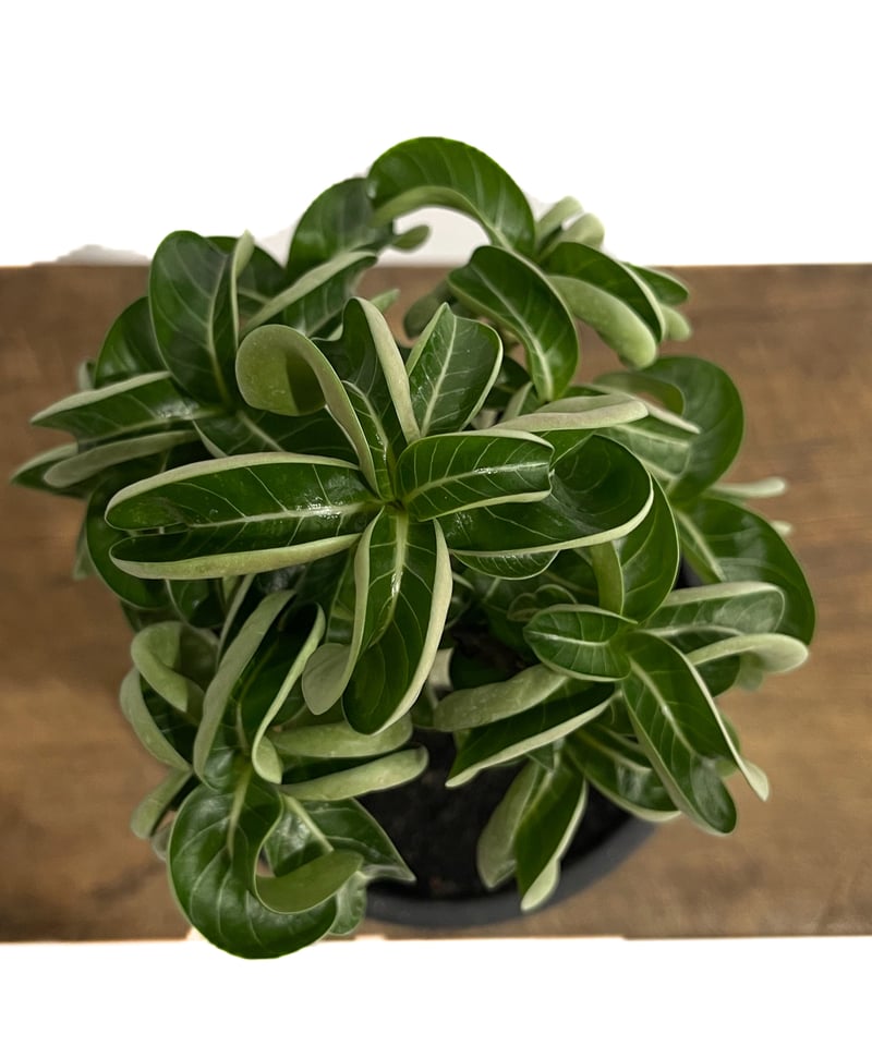 獅子葉DHA苗ドーセットホーンエンペラー大苗 adenium dorset horn