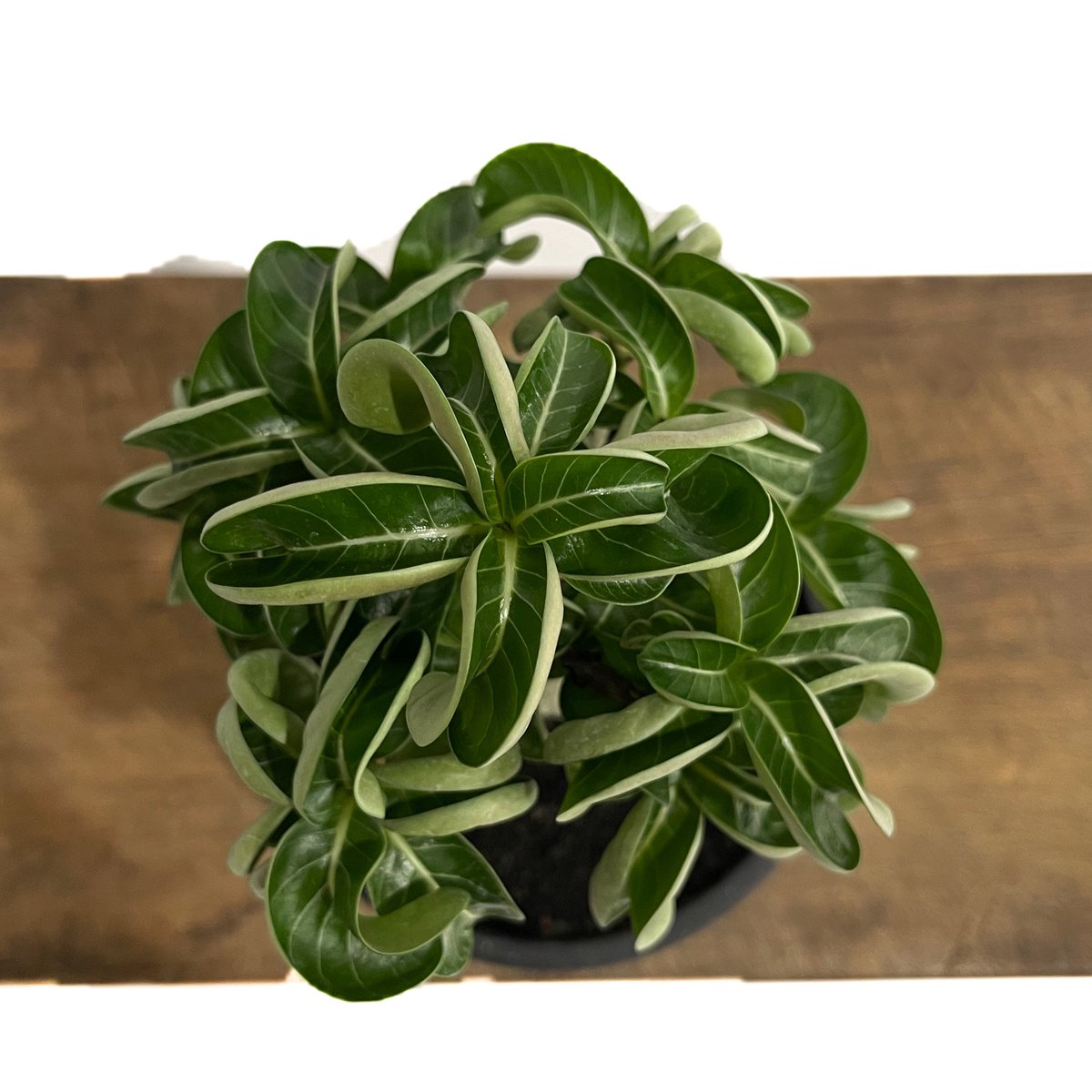 アデニウム　獅子葉　DHA アデニウム D.H.A (獅子葉) 「Adenium D.H.A」7/6-669 | SHO