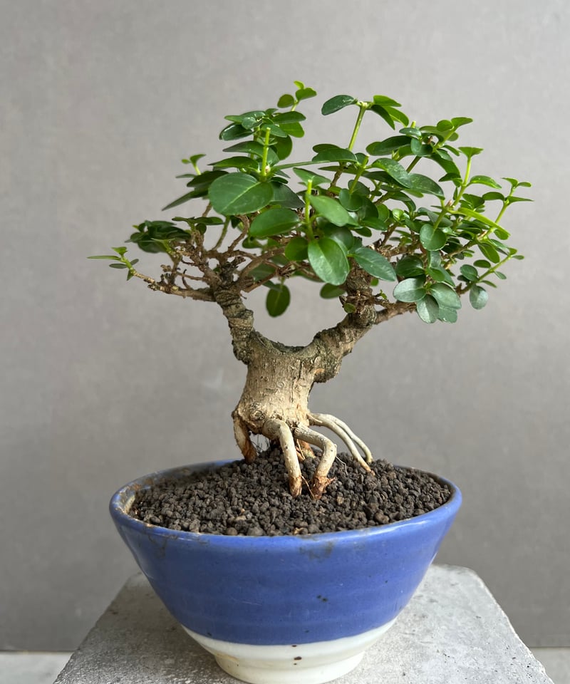 うち” 盆栽 Limited Edition 「“UCHI” BONSAI」6E | SH