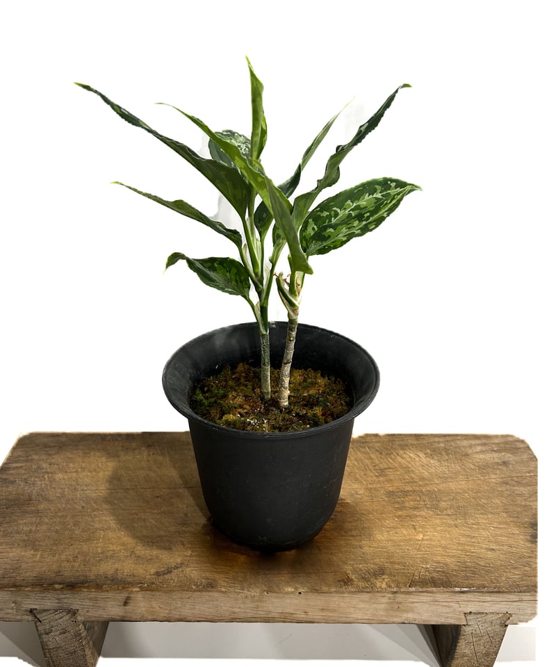 アグラオネマ ピクタム トリカラー「Aglaonema pictum tricolor アグラオネマ ピクタム トリカラー「Aglaonema pictum tricolor