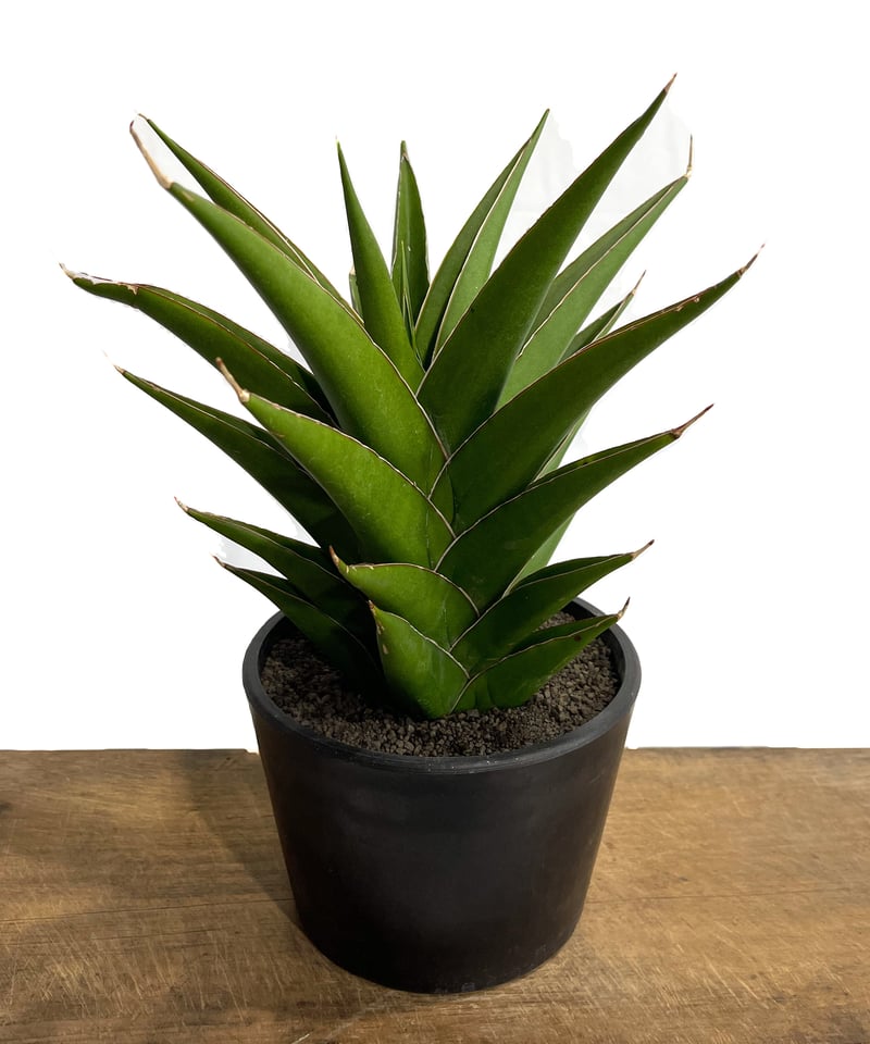 サンセベリア グリーン ファイヤー「Sansevieria Green Fire (S サンセベリア グリーン ファイヤー「Sansevieria Green Fire (S