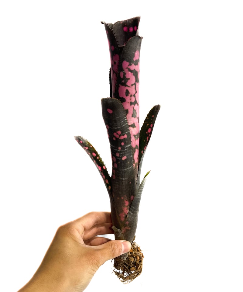 ビルベルギア インセンディアリー デライト「Billbergia Incendiary Del