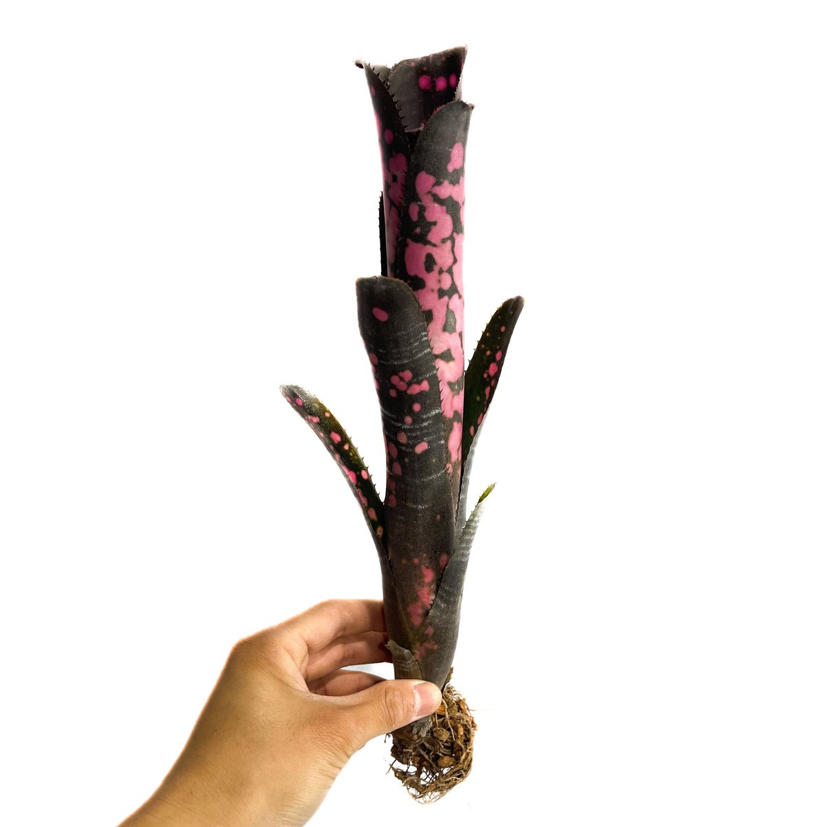 ビルベルギア インセンディアリー デライト「Billbergia Incendiary Del