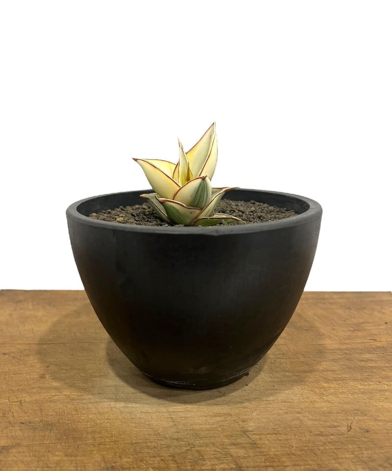 サンセベリア ピングイキュラ 斑入 「 Sansevieria pinguicula