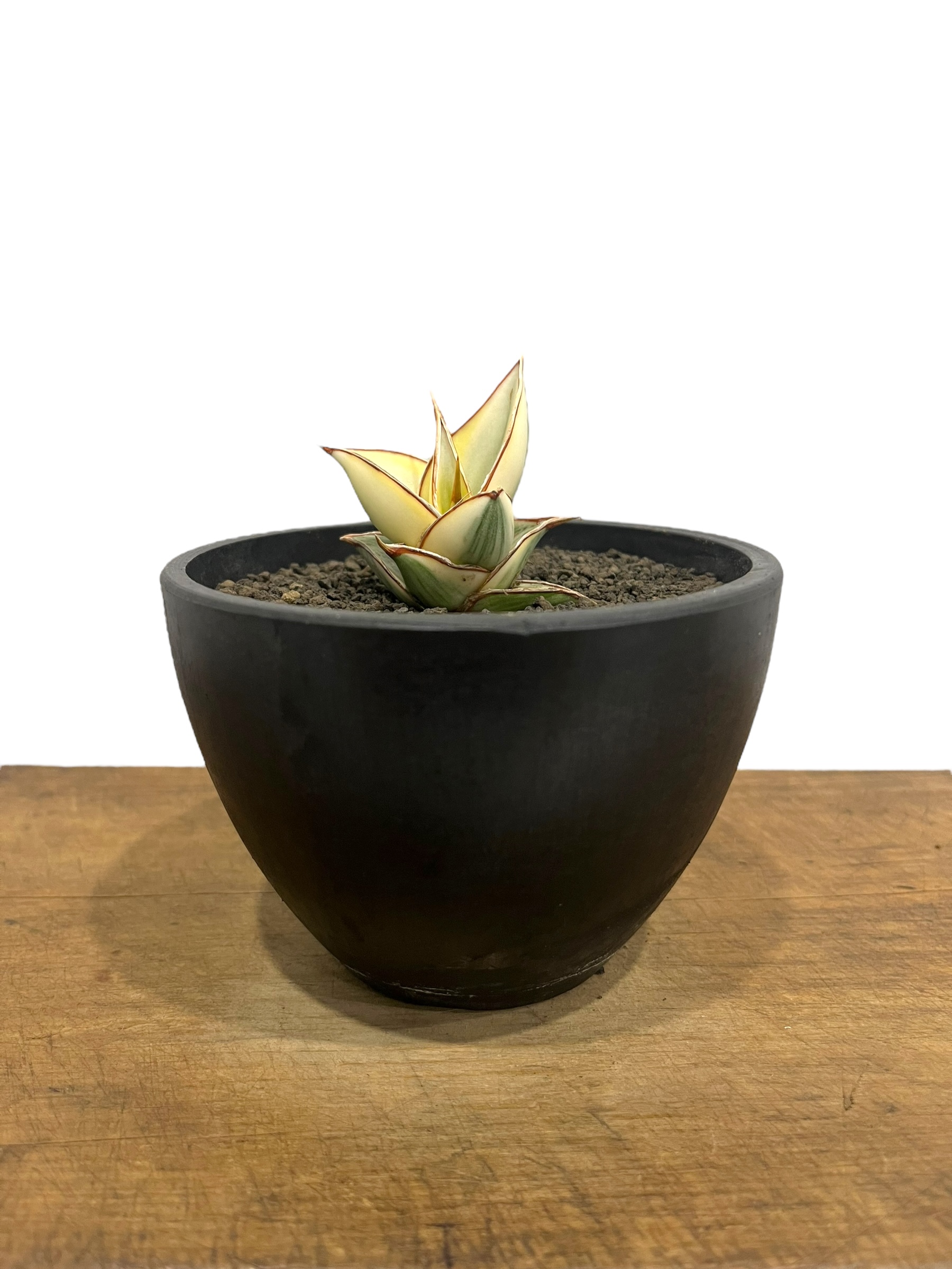 サンセベリア ピングイキュラ 斑入 「 Sansevieria pinguicula Vari