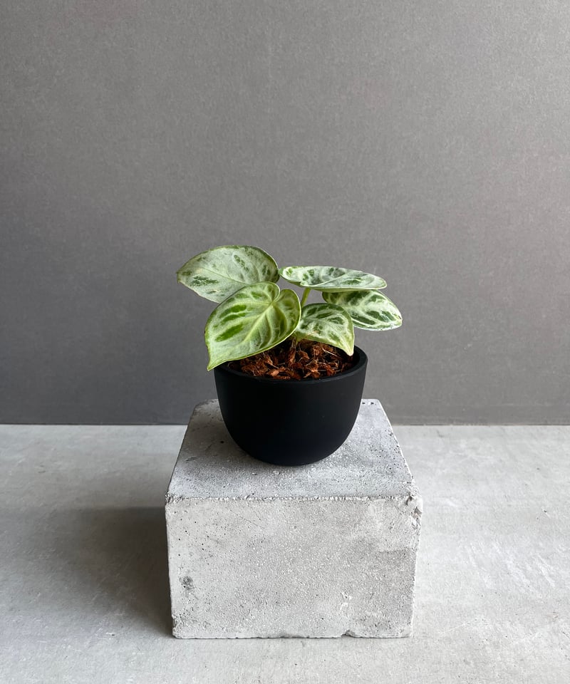 アンスリウム ドラヤキ シルバー 「Anthurium Dorayaki Silver アンスリウム ドラヤキ シルバー 「Anthurium Dorayaki Silver