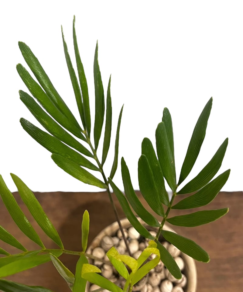 ザミア + plantsmonsters pot 「Zamia 」75V | SHOUCHIKUEN