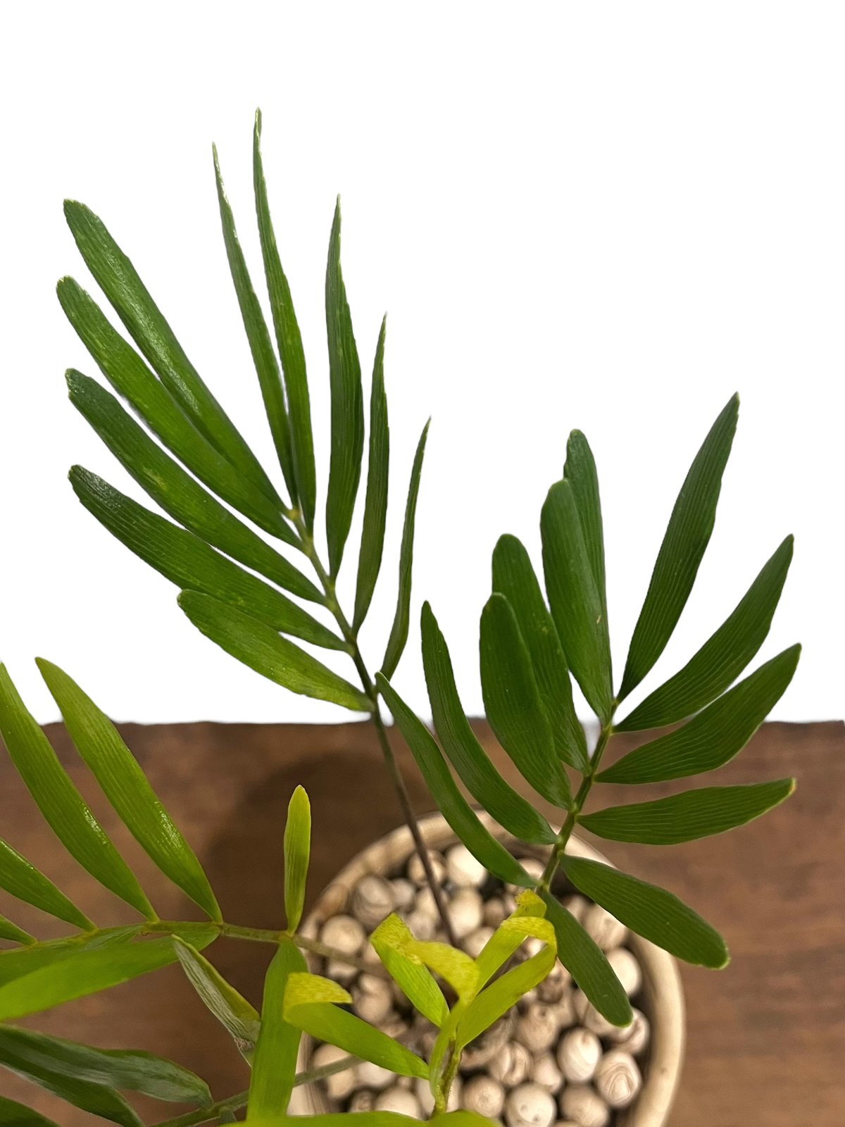 ザミア + plantsmonsters pot 「Zamia 」75V | SHOUCHIKUEN