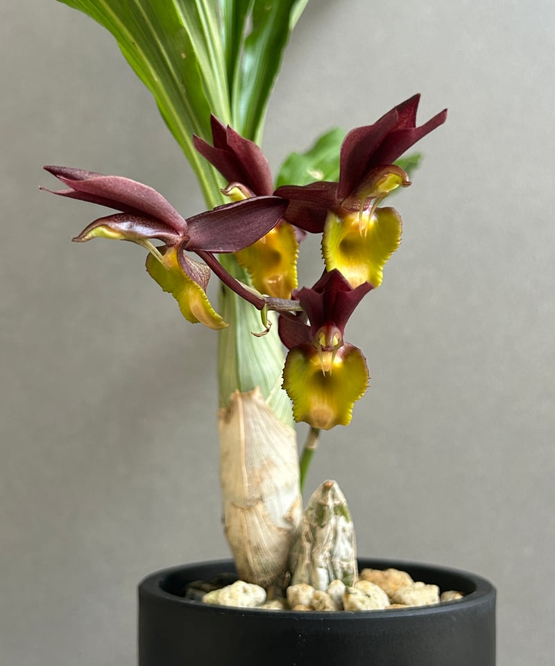 洋らん 洋蘭 タケノコ蘭 Ctsm. Ryan Harrington 開花株 カタセタム ライアン ハリントン「Catasetum Ryan Harrington」27G
