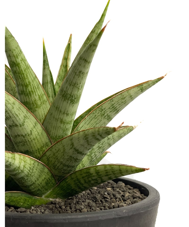 サンセベリア ロックマン 「Sansevieria Rock Man 」5/11-466 | サンセベリア ロックマン 「Sansevieria Rock Man 」5/11-466 |