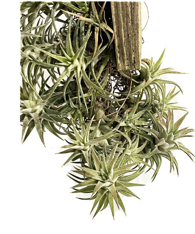 ティランジア イオナンタ バンハイニンギー(クランプタイプ