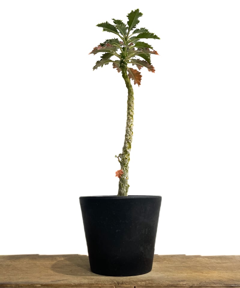 ドルステニア ジプソフィラ x ラブラニー 「Dorstenia gypsophila x l