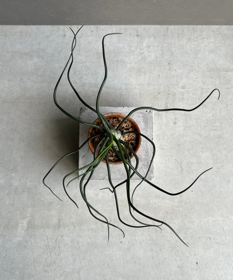 ティランジア ブルボーサ “スペシャル フォーム” 「Tillandsia bulbosa