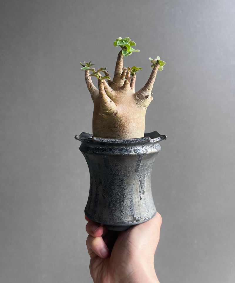 アデニウム アラビカム スーパー ドワーフ “レッド” + object by