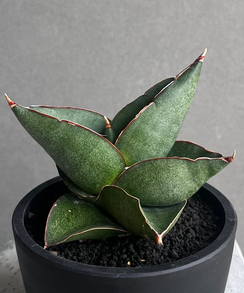 サンセベリア オペラ ハウス 「Sansevieria Opera House 」96A |