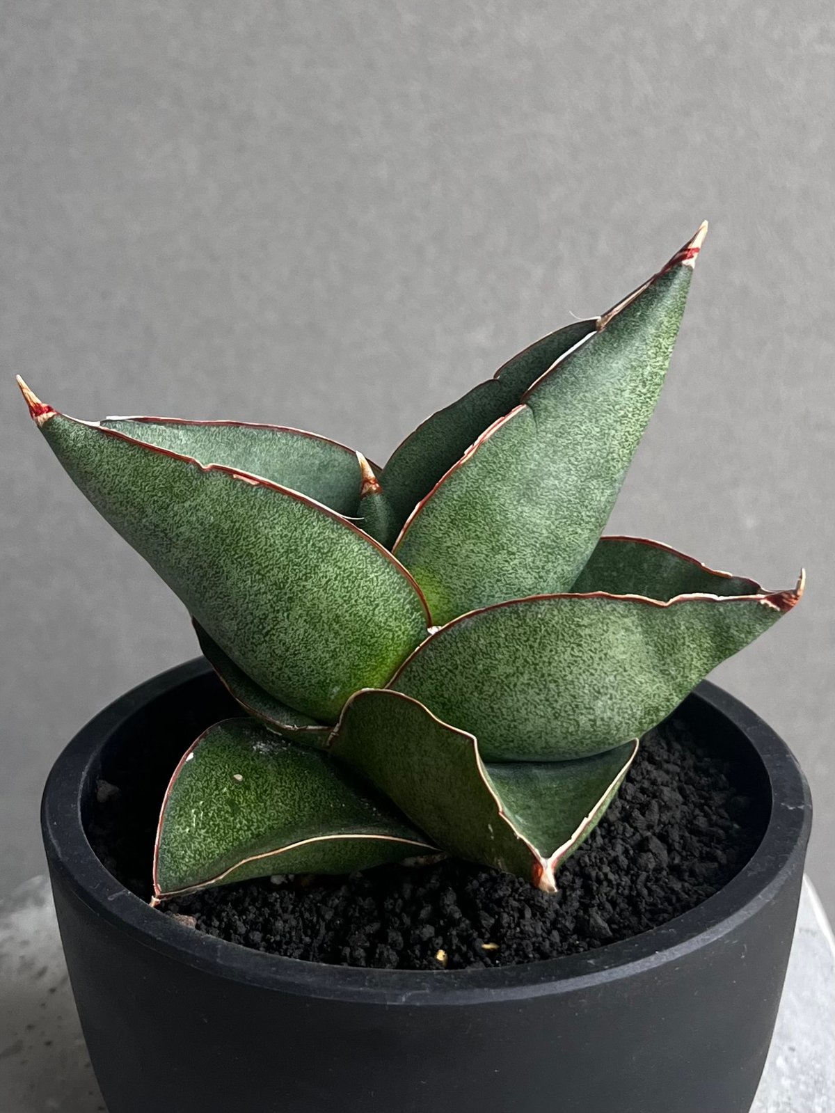 サンセベリア オペラ ハウス 「Sansevieria Opera House 」96A |