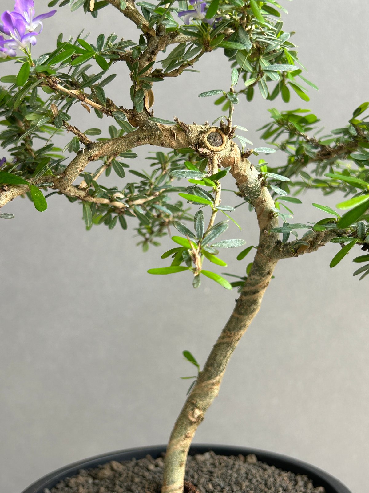 うち” 盆栽 「“UCHI” BONSAI 」16I | SHOUCHIKUEN